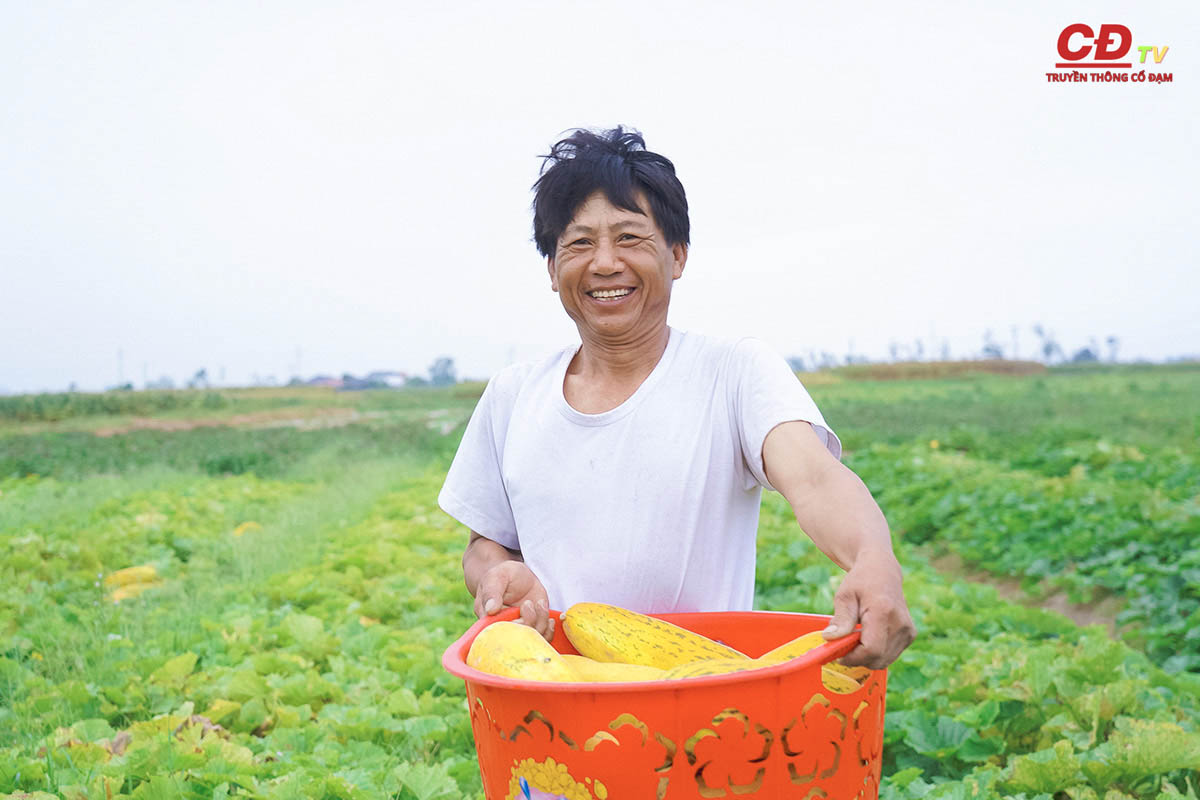 Nông dân Cổ Đạm phấn khởi thu hoạch dưa bở