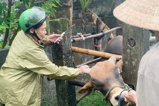 Cổ Đạm triển khai tiêm phòng vắc-xin lở mồm long móng và tụ huyết trùng cho trâu, bò