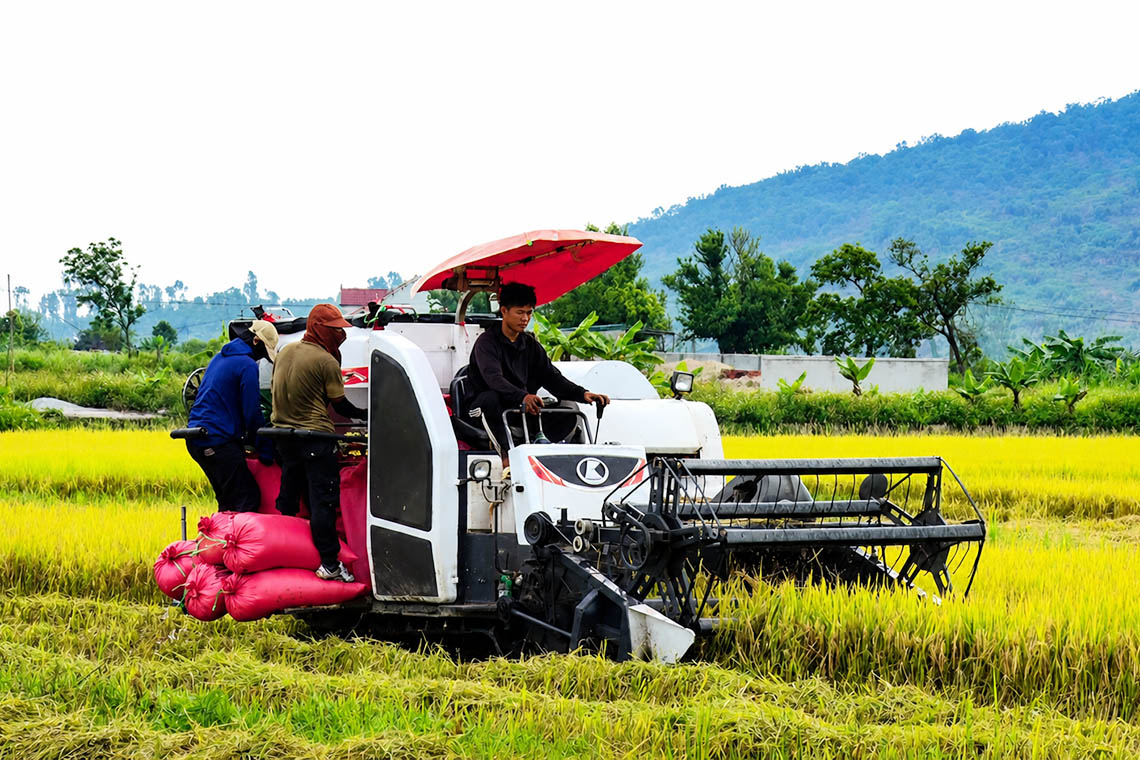 Cổ Đạm: Thu hoạch lúa vụ xuân đạt 92% diện tích