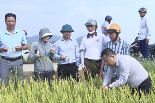 Cổ Đạm: Thăm đồng đánh giá năng suất, sản lượng cây trồng vụ Xuân 2026