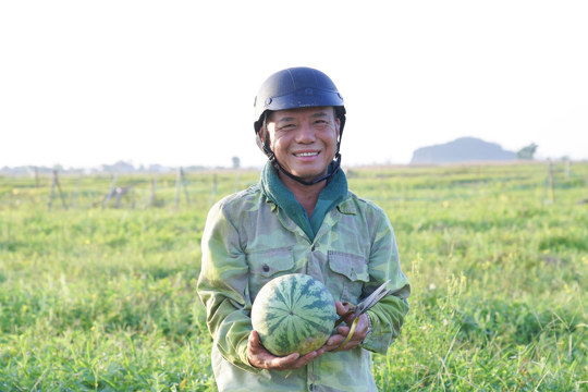 Năng suất dưa hấu hữu cơ liên kết với Tập đoàn Quế Lâm đạt trên 2 tấn/sào