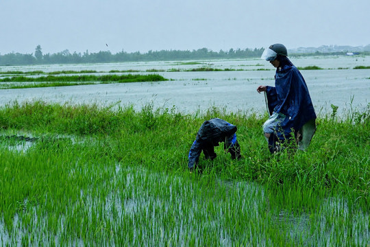 Mưa lớn gây ngập úng khoảng 60ha lúa Hè Thu tại xã Cổ Đạm