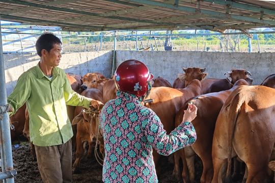 Cổ Đạm phấn đấu tỷ lệ tiêm phòng đạt trên 80% tổng đàn trâu, bò