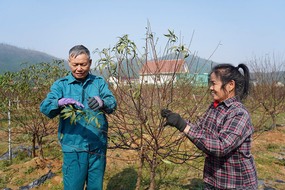 Người trồng đào phai Cổ Đạm tất bật vào vụ tết