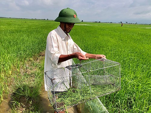 Cổ Đạm phát động toàn dân tham gia diệt chuột bảo vệ sản xuất